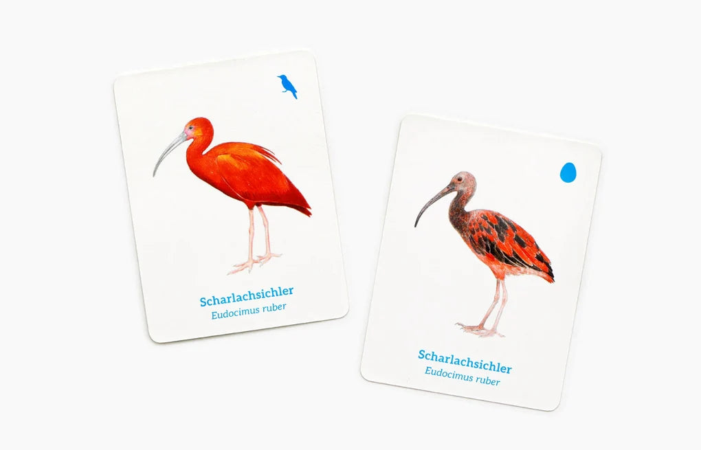 Finde das Vogelbaby Memo