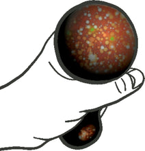 Laden Sie das Bild in den Galerie-Viewer, Space-Schnecke
