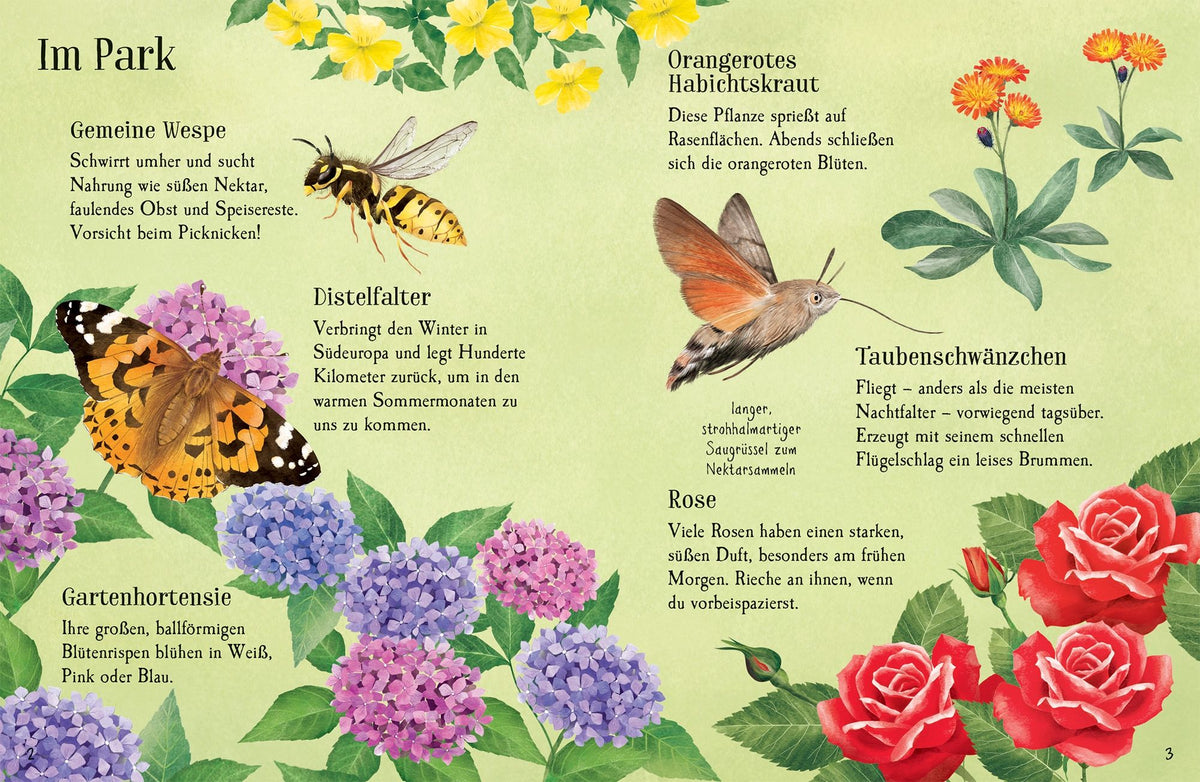 Naturführer: Entdecke den Sommer