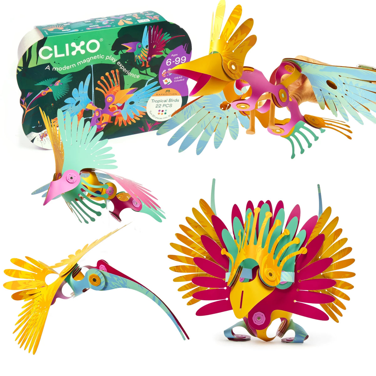 Tropical Birds