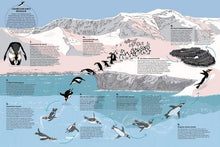 Laden Sie das Bild in den Galerie-Viewer, Schwarmzauber: Magische Choreografien der Natur ab 6J.